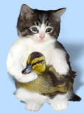 petit chat et son canard